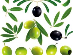 黑橄榄和绿橄榄矢量素材