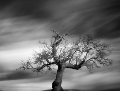孤獨的樹:Andy Lee黑白攝影欣賞