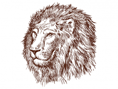 狮子肖像素描矢量素材