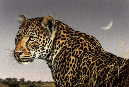 Fabrizio Caforio逼真写实的动物绘画作品