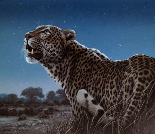 Fabrizio Caforio逼真写实的动物绘画作品