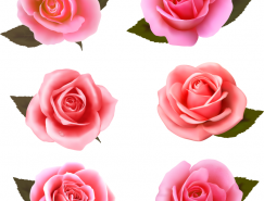 6个粉红玫瑰花矢量素材