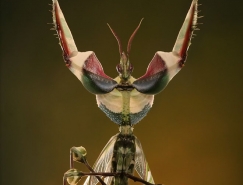20個漂亮的昆蟲微距攝影作品欣賞