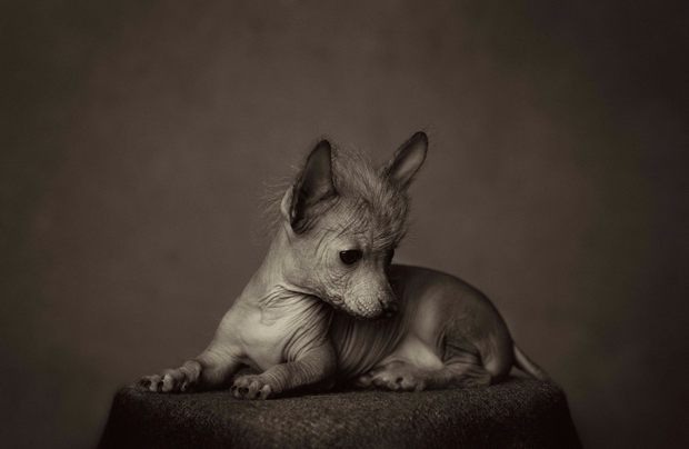 Vincent Lagrange动物肖像摄影作品