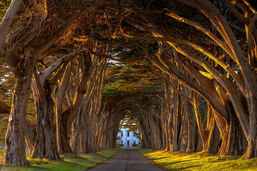 20个梦幻神奇的树隧道