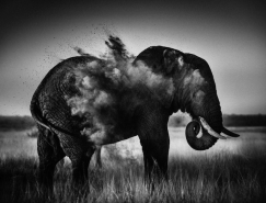 Laurent Baheux非洲野生動物攝影欣賞