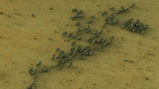 50张漂亮的动物大迁徙照片欣赏