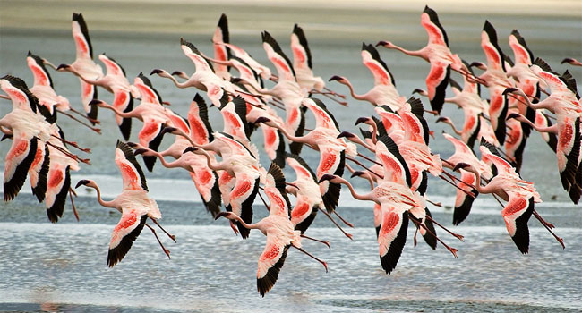 50张漂亮的动物大迁徙照片欣赏