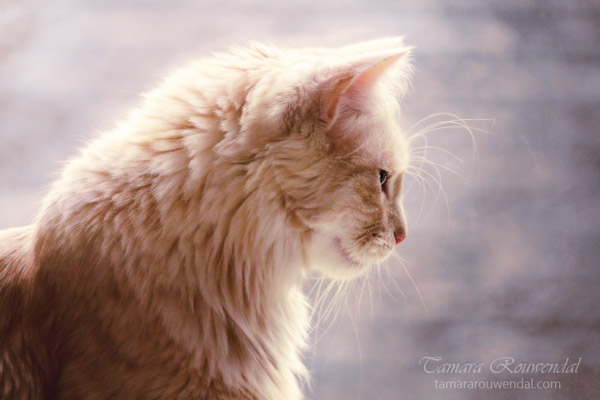 Tamara Rouwendal可爱的猫咪摄影