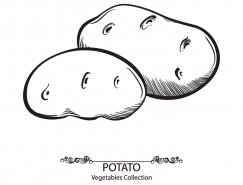 手绘蔬菜系列:马铃薯矢量素材