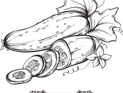 手绘蔬菜系列:黄瓜矢量素材