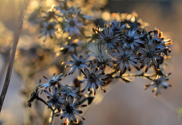 Joy Jordan美丽的花卉和树叶摄影
