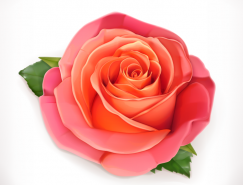 漂亮的玫瑰花矢量素材