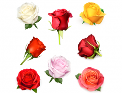 8个不同色彩的玫瑰花矢量素材