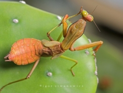 28張精美的昆蟲微距攝影作品