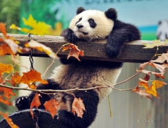 20张可爱熊猫桌面壁纸