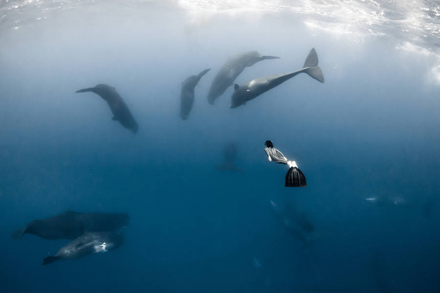美丽如画的水下世界:摄影师水下与海洋生物和谐共处