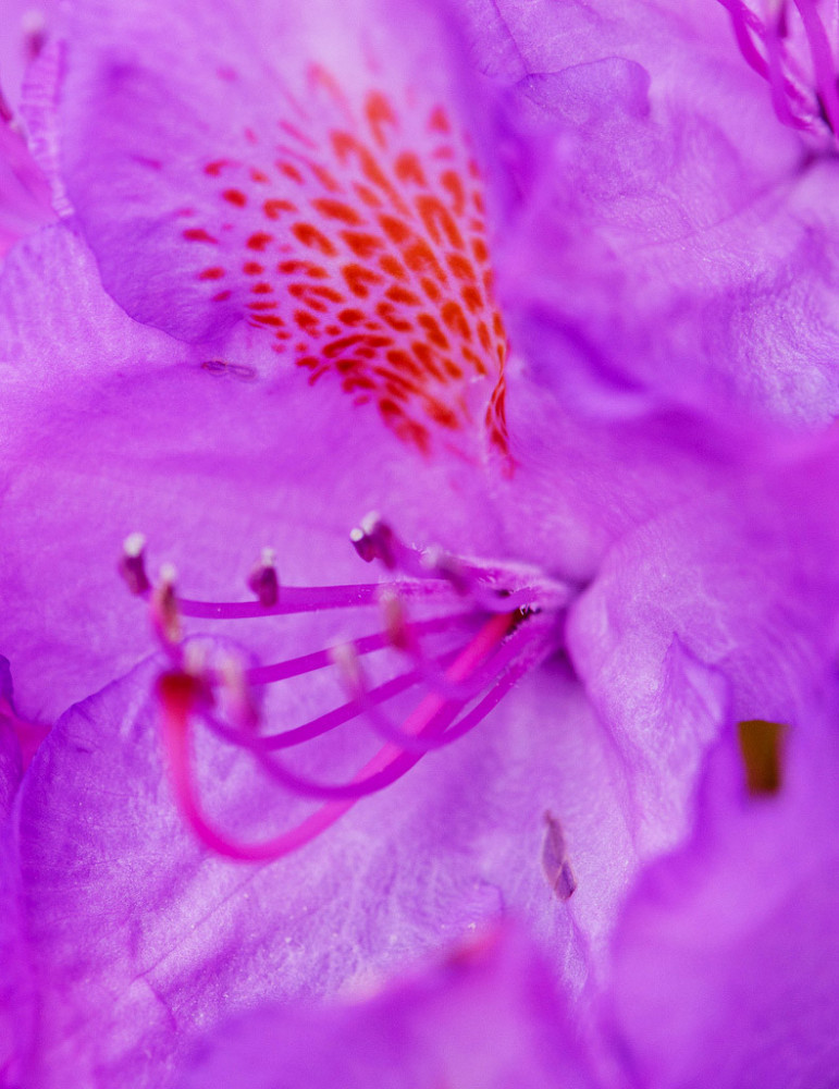 Tom Dorsch精美花朵微距摄影
