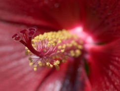 Tom Dorsch精美花朵微距攝影