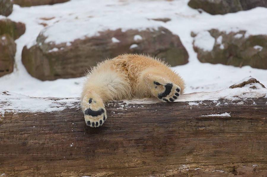 可爱北极熊宝宝摄影图片欣赏
