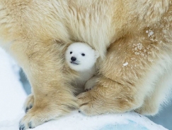 可愛北極熊寶寶攝影圖片欣賞
