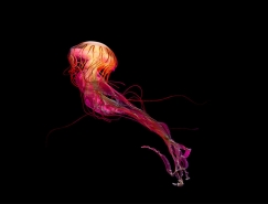德國攝影師Dirk Weyer驚豔的水母攝影欣賞