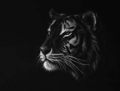 Richard Symonds野生动物黑白肖像画作品
