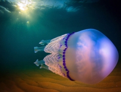 Jordi Benitez Castells漂亮的水母微距攝影作品