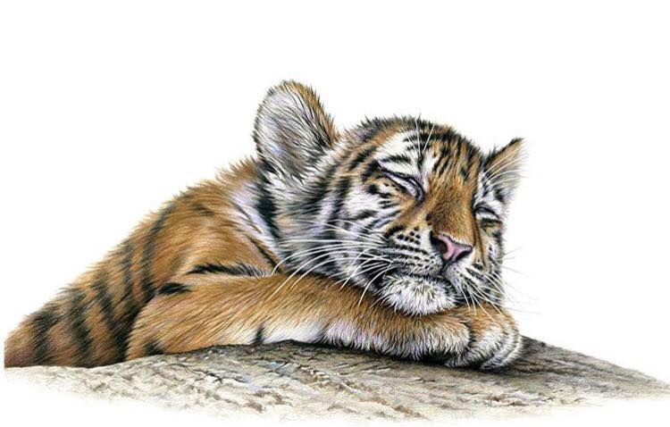 Richard Symonds野生动物手绘作品欣赏